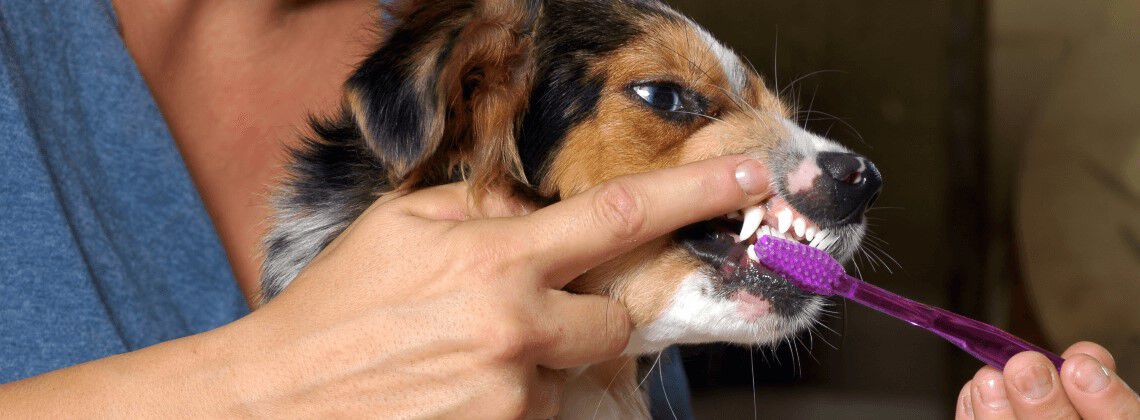 Tanden poetsen van je hond Tanden poetsen van je hond